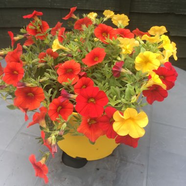 Calibrachoa 'Can Can Terracotta'