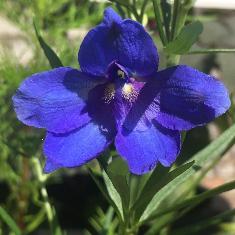 Plant image Delphinium chinensis 'Blue Butterfly'