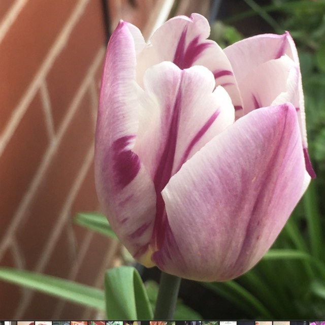 Plant image Tulipa 'Flaming Flag'