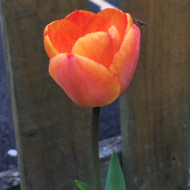 Plant image Tulipa 'Brown Sugar'