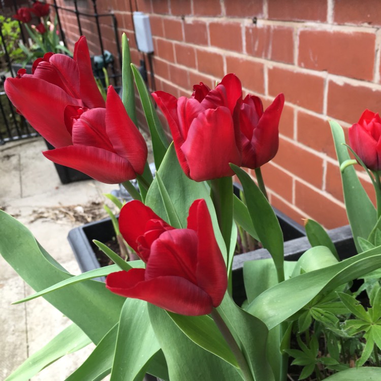 Plant image Tulipa undulatifolia syn. Tulipa eichleri