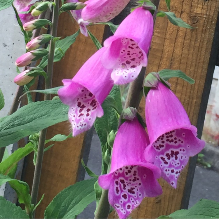 Plant image Digitalis purpurea 'Dalmatian Rose'