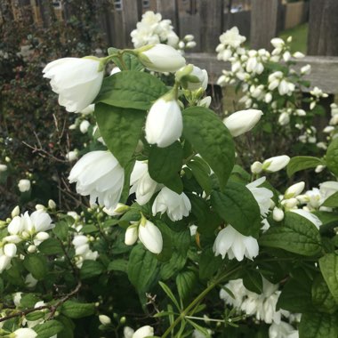 Philadelphus