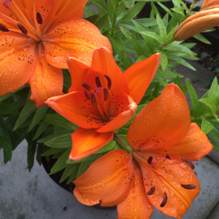 Plant image Lilium bulbiferum