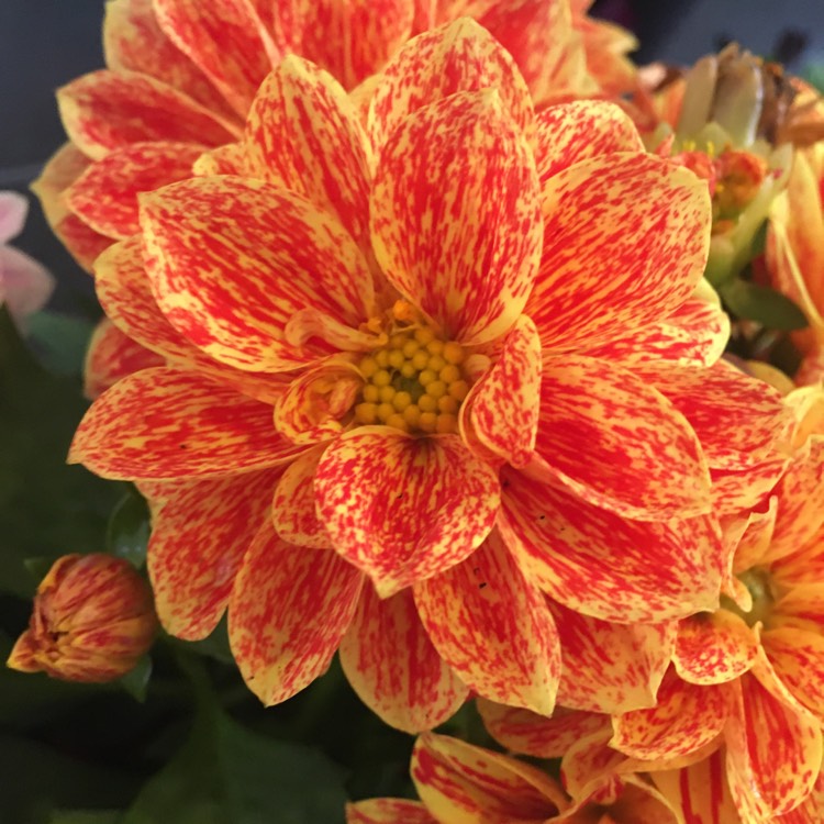 Plant image Dahlia 'Cambridge'