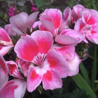 Pelargonium x domesticum