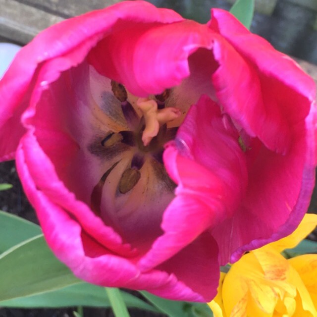 Plant image Tulipa gesneriana 'Rosea'