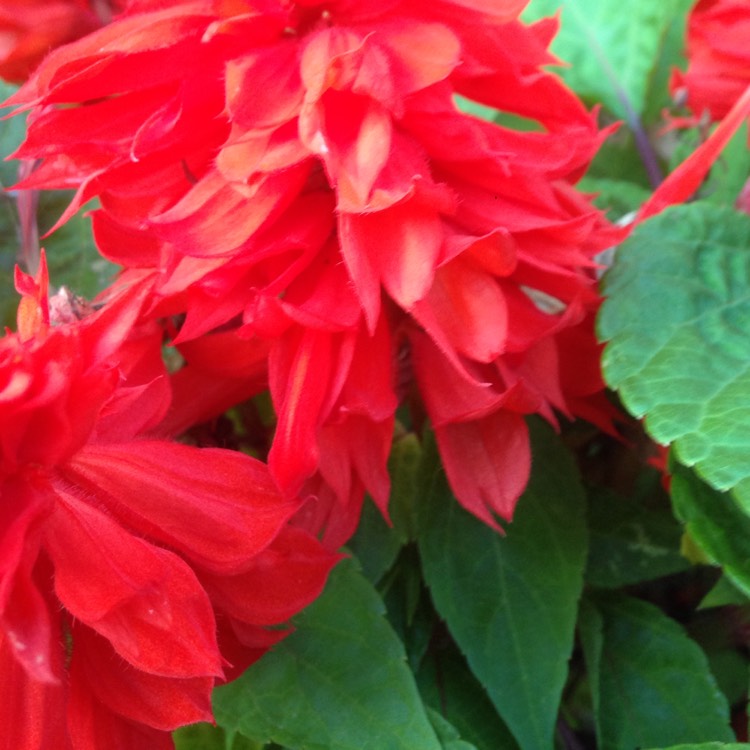 Plant image Salvia splendens 'Fireball'