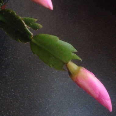 Schlumbergera truncata