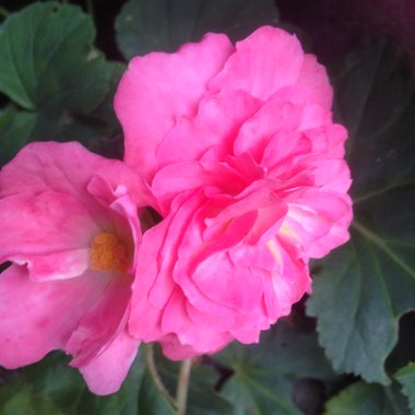 Begonia 'Nonstop Pink' (Nonstop Series)