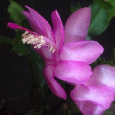 Schlumbergera x buckleyi