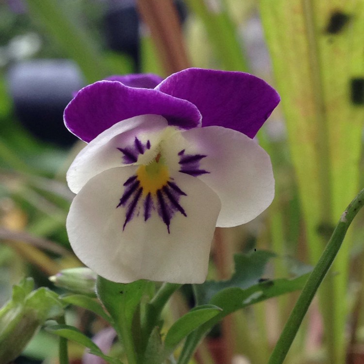 Plant image Viola F1 Penny 'Denim Jump Up'