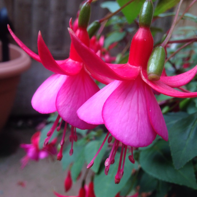 Plant image Fuchsia 'Beacon'