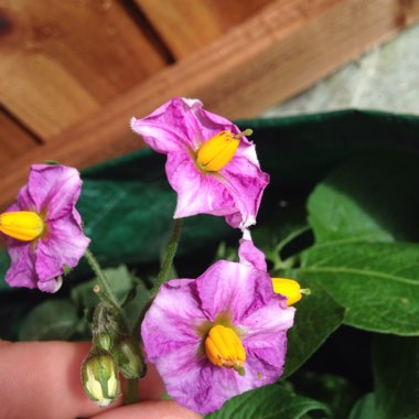 Solanum tuberosum 'Mayan Gold' (Phureja Group)