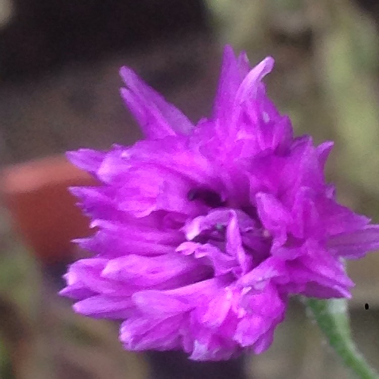 Plant image Centaurea cyanus 'Polka Dot Mix'