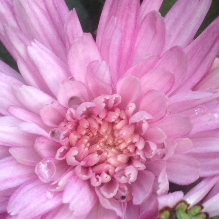 Plant image Chrysanthemum 'Crystal Pink'