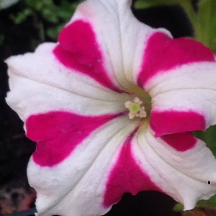 Plant image Petunia 'Pink Star'