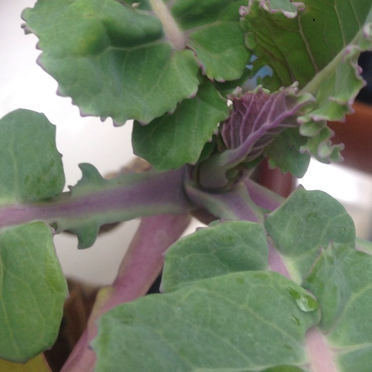 Plant image Brassica oleracea (Italica Group) 'Purple Sprouting'