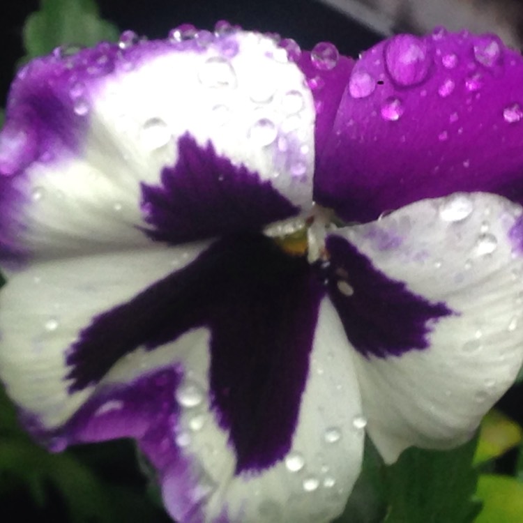 Plant image Viola Cornuta sorbet XP 'White Blotch'