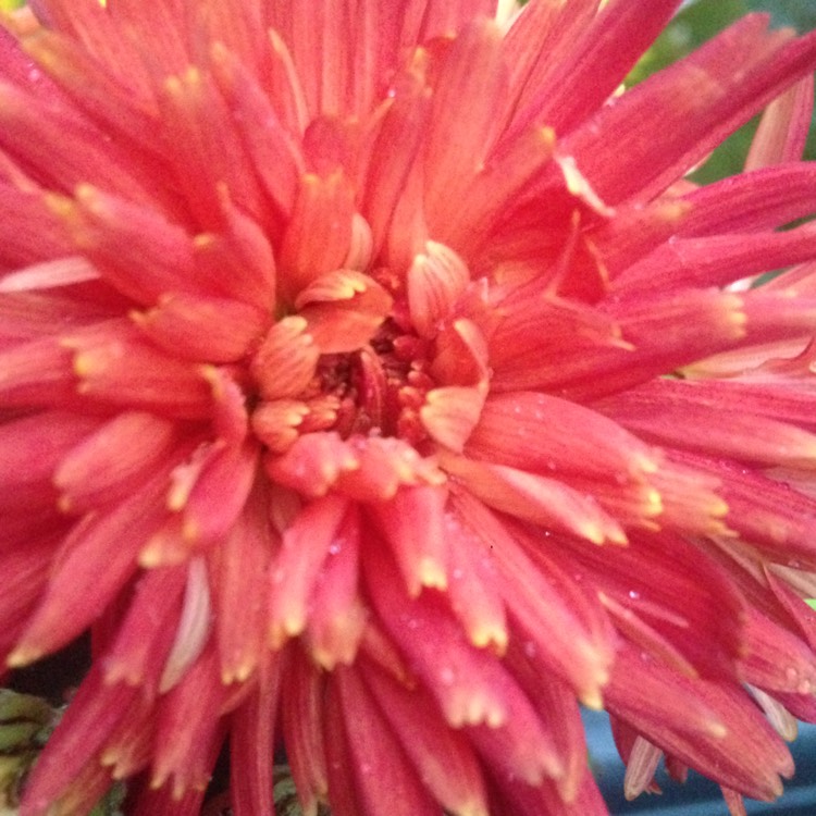 Plant image Chrysanthemum 'Bruno Bronze'