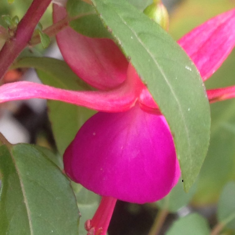 Plant image Fuchsia 'Beacon'