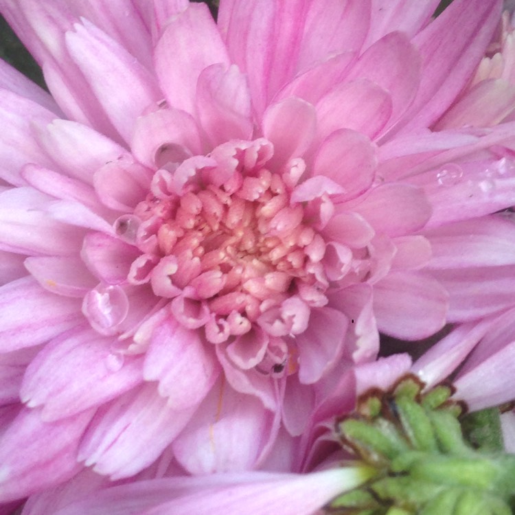 Plant image Chrysanthemum 'Crystal Pink'