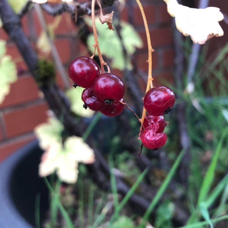 Plant image Ribes Rubrum