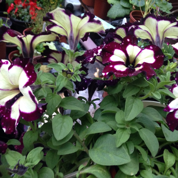 Plant image Petunia x atkinsiana syn. Petunia x hybrida