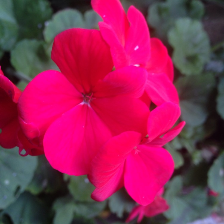 Plant image Pelargonium 'Balcon Red' (Decora Series) syn. Pelargonium 'Decora Imperial'