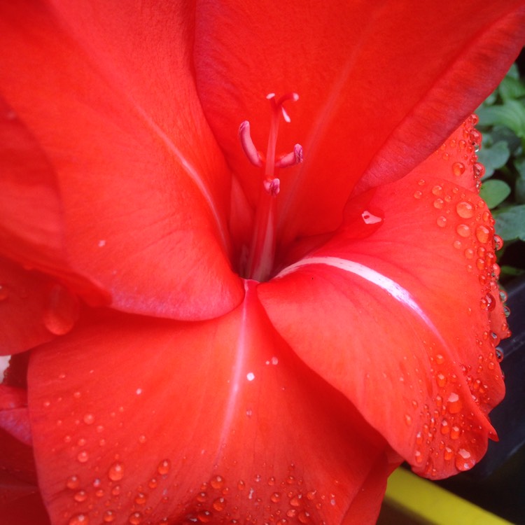 Plant image Gladiolus 'Ruby' syn. Gladiolus papilio 'Ruby'