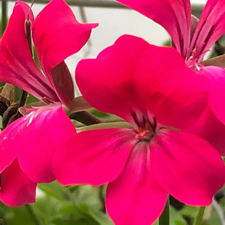 Plant image Geranium sanguineum 'Vision Violet' (Vision Series)