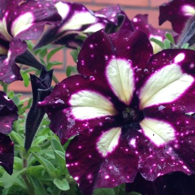 Petunia x atkinsiana syn. Petunia x hybrida