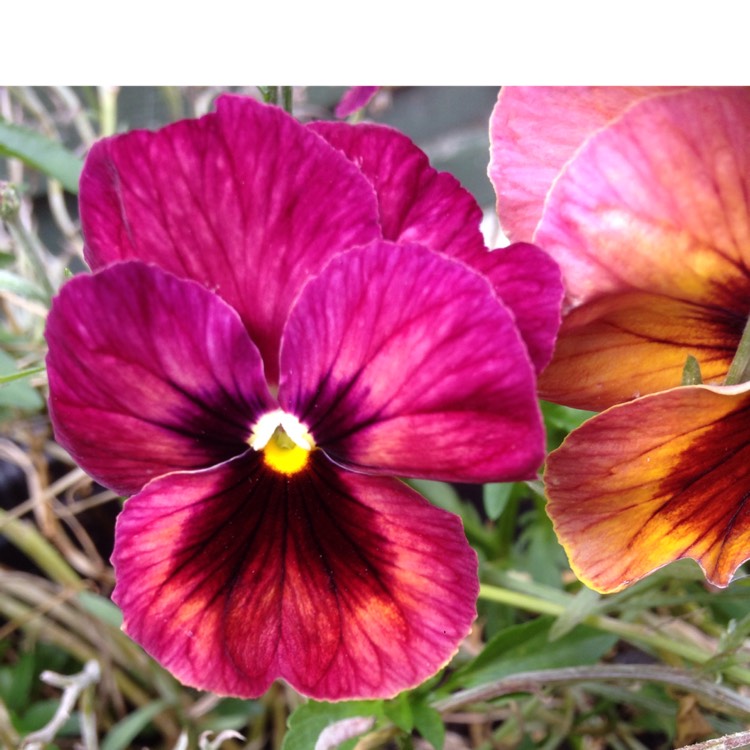 Plant image Viola Cornuta 'Orange Purple Wing'