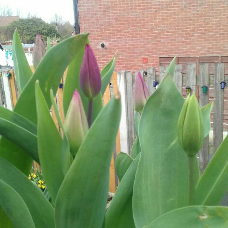 Plant image Tulipa 'Purple Dream'