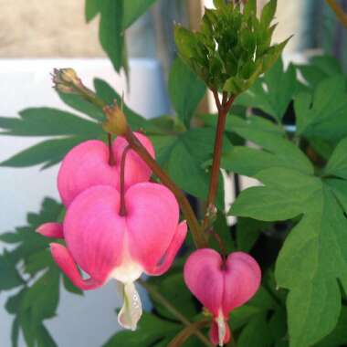 Lamprocapnos spectabilis  syn. Dicentra spectabilis