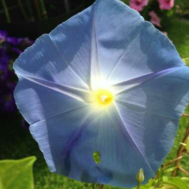 Ipomoea tricolor 'Heavenly Blue'