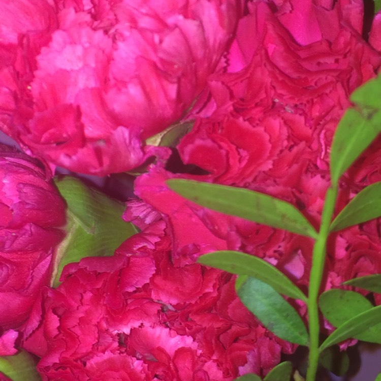 Plant image Dianthus caryophyllus 'Suncharm Scarlet'