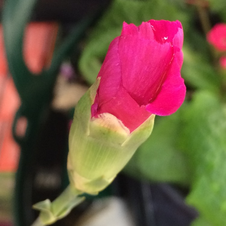 Plant image Dianthus caryophyllus 'Suncharm Scarlet'