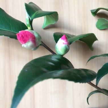 Camellia japonica 'Pink'