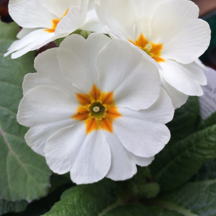 Plant image Primula Polyantha