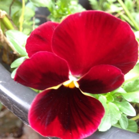 Plant image Viola x wittrockiana 'Raspberry Sundae'