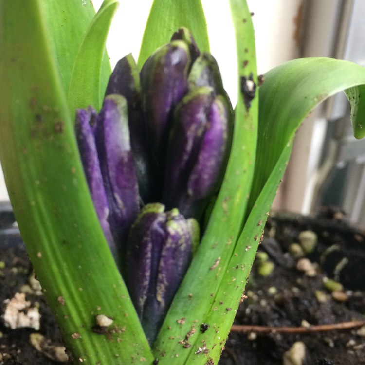 Plant image Hyacinthus orientalis 'Blue Festival'