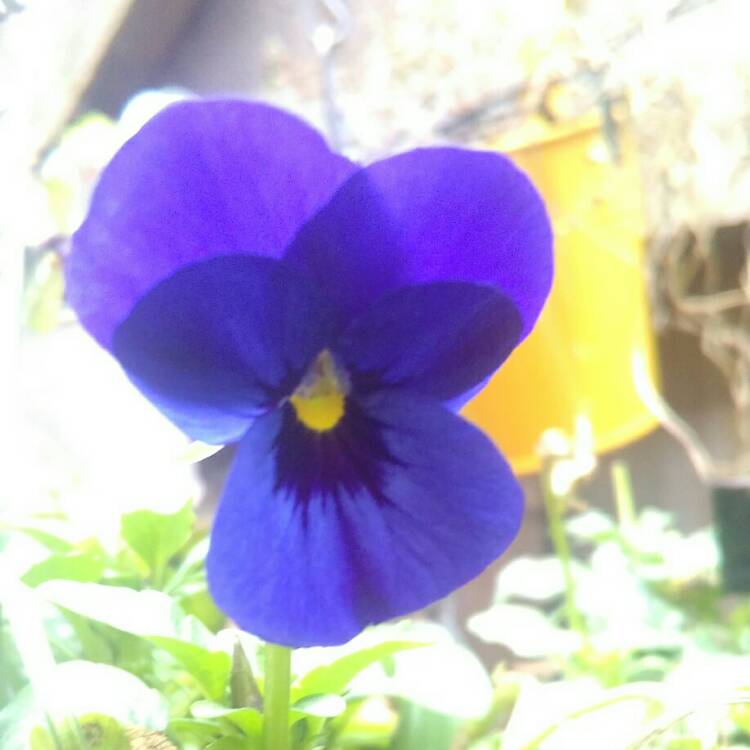 Plant image Viola x wittrockiana 'Cotton Candy Mix' syn. Pansy 'Delta Cotton Candy Mix'