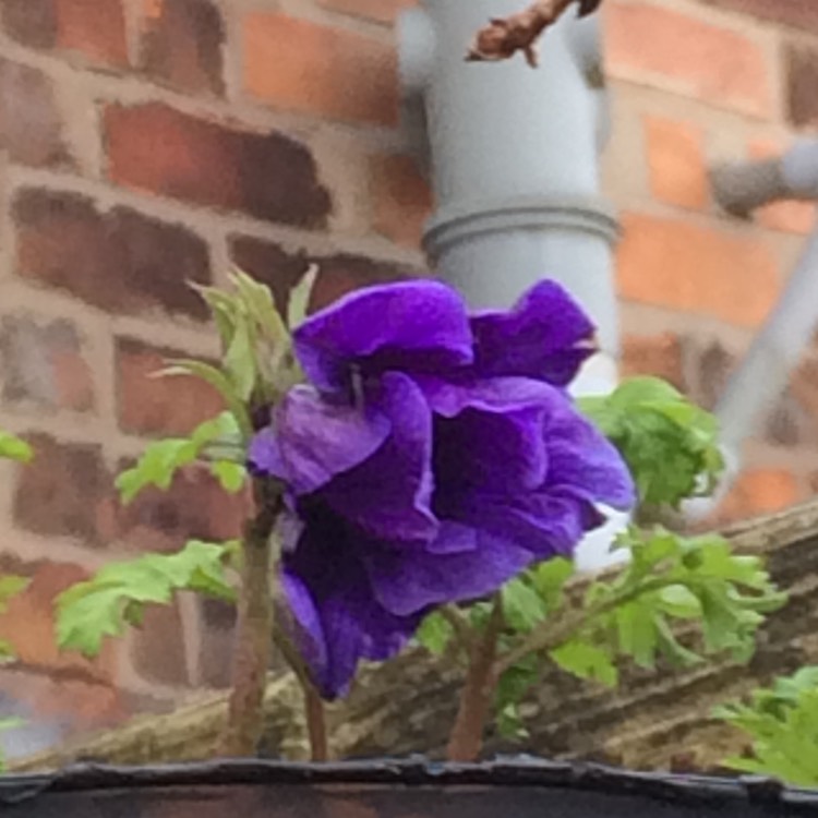 Plant image Anemone coronaria 'St Brigid' (Mix)