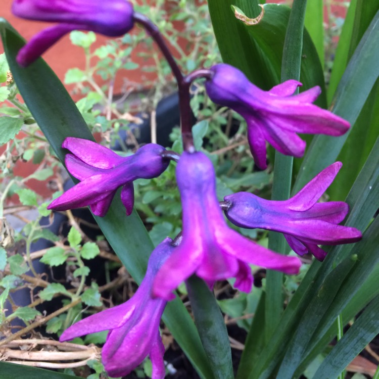 Plant image Hyacinthus orientalis 'Miss Saigon'