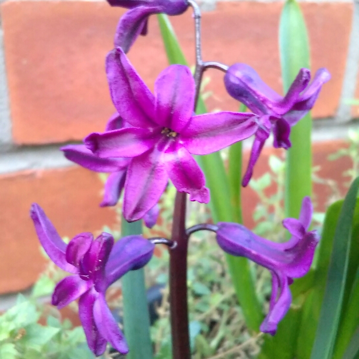 Plant image Hyacinthus orientalis 'Midnight Mystique'