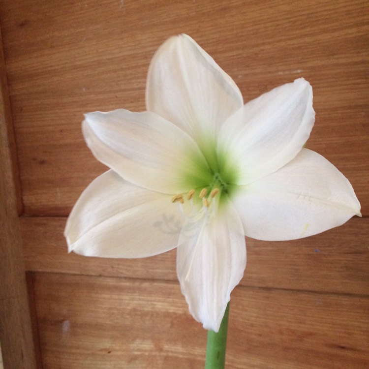 Plant image Hippeastrum 'Snow White'