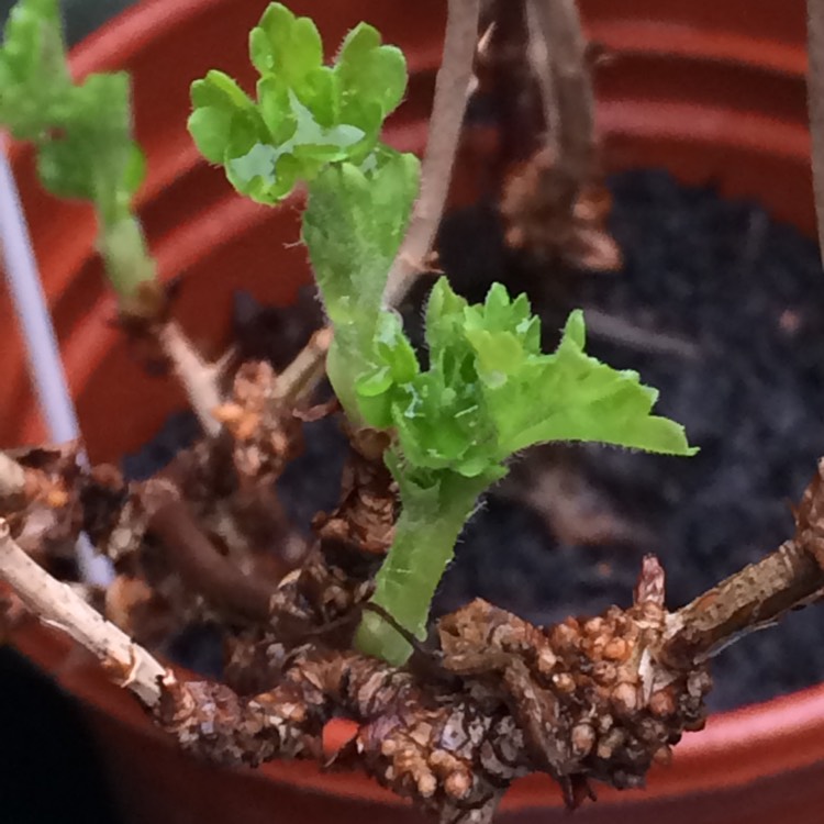 Plant image Ribes uva-crispa 'Hinnonmaki Grun'