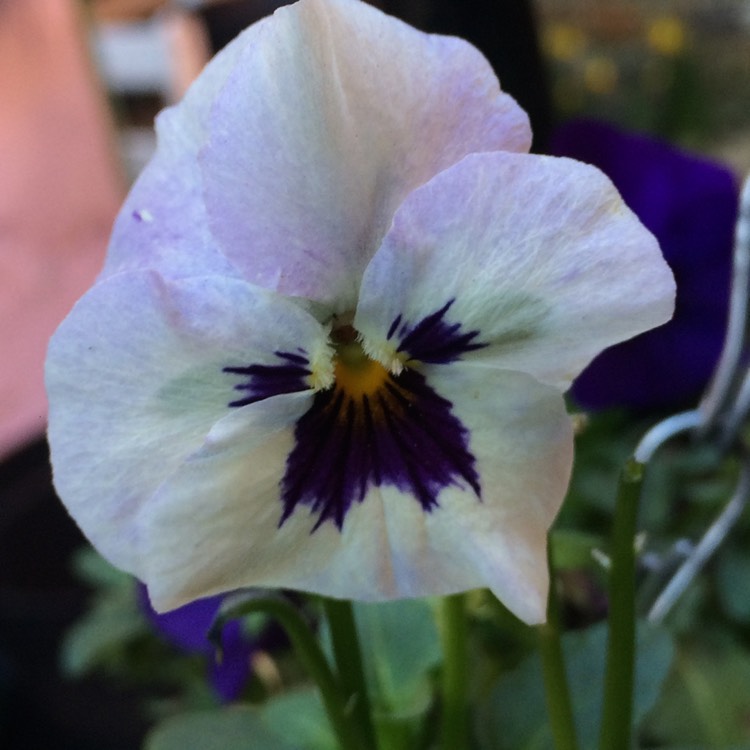 Plant image Viola Cornuta sorbet XP 'White Blotch'