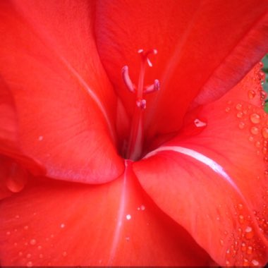 Gladiolus 'Ruby' syn. Gladiolus papilio 'Ruby'